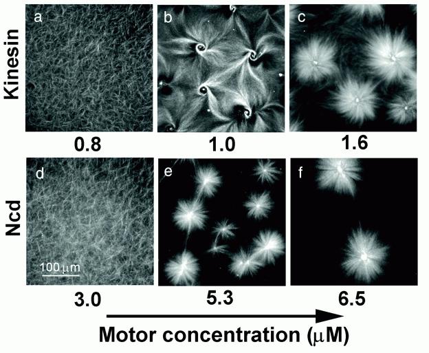 Self-Assembling Microtubules and Molecular Motors T. Surray, F. Nedelec, S. Leibler & E.