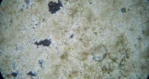 planar-s-e dolomite mosaic they show oil