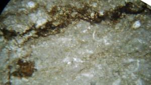 (e) Kz-4/3145m, Foraminifera and
