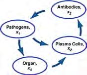 Example: Dynamic Model of Infection and Immune Response x 1 = Concentration of a pathogen, which displays antigen x 2 = Concentration of plasma cells, which are carriers and producers of antibodies x