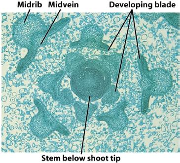 The tunica meristem cells divided in a plane the produces additional surface meristem.