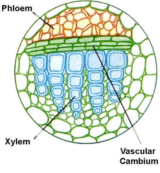 The Shoot System: Primary Stem Structure - 4 Vascular Tissue Pattern 1: Ring of discrete vascular bundles with pith rays Vascular bundles may have a fiber bundle cap (which is called a