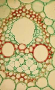 structure. Some parenchyma cells may also develop thickened walls in monocot stems as they mature.
