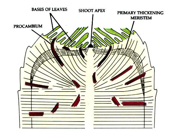The Shoot System: Primary Stem Structure - 7 Special Variations in some Monocots Hollow Stems A central pith cavity develops from cells of the ground tissue that are destroyed during early growth.