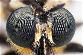Insect Eyes Compound eyes: Individual units are