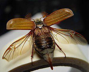 Diptera Elytra (Elytron): Hardened,