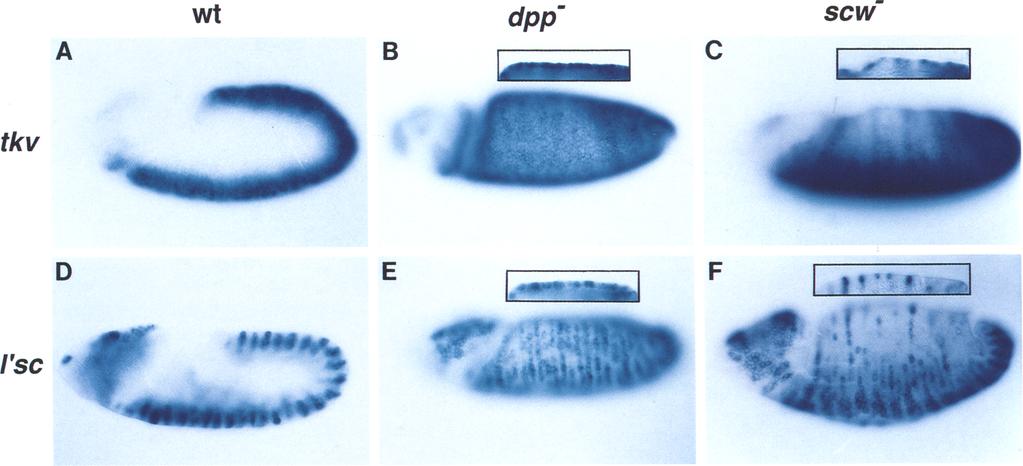 Biehs et al. Figure 1. dpp suppresses neurogenesis in the dorsal region of the embryo. Expression of the neuroectodermal markers tkv and l'sc in wild-type (wt) and mutant embryos.