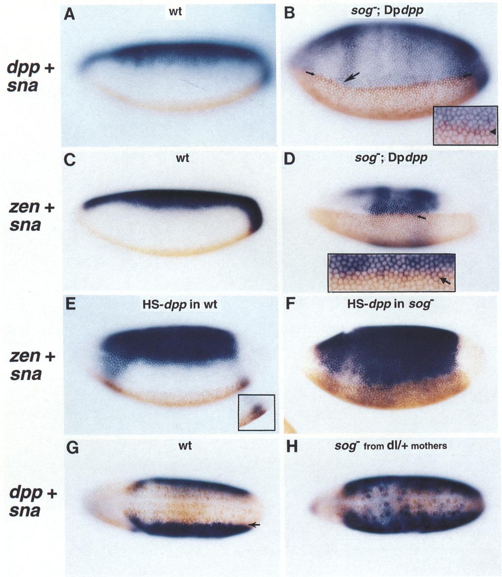 Biehs et al. Figure 3. sog opposes Dpp autoactivation in the neuroectoderm. Expression of the early dorsal markers dpp (A, B, G, H} and zen (C-F) in the neuroectoderm is opposed by sog.