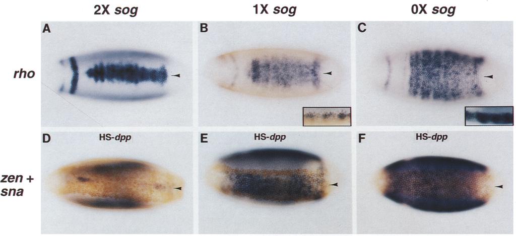 dose-dependent fashion. Embryos in A - C were hybridized with a digoxigenin-labeled rho antisense RNA probe and (B,C) with a biotin-labeled sog probe.