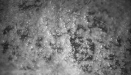 [e] Figure 4.8 : Optical microscopy of a) Freeze-drying film b) Heat treated film c) UV treated film d) UV-freeze-dried film e) Aldehyde treated film 4.3.