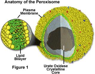 Peroxisome Many special reactions here