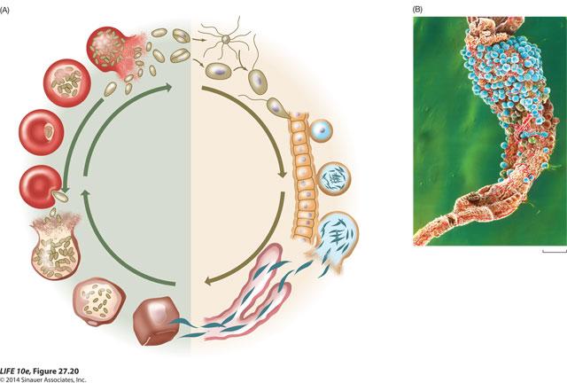 Protists interaction with environment