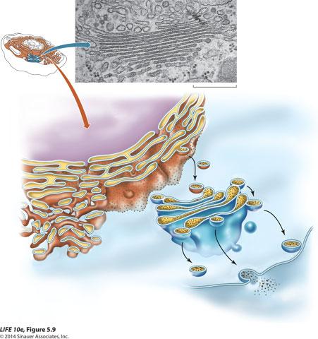 Highlights: Endomembrane system Membraneassociated protein production
