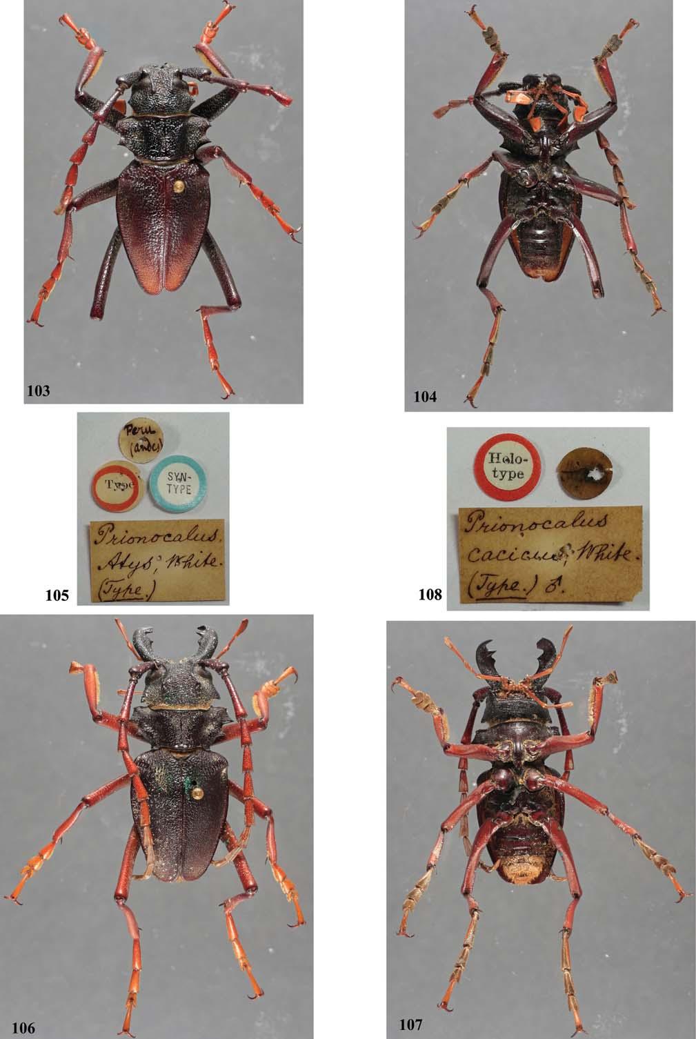 234 THE COLEOPTERISTS BULLETIN 67(3), 2013 Figs. 103 108. Prionacalus species. 103) P. atys, holotype male, dorsal view; 104) P.