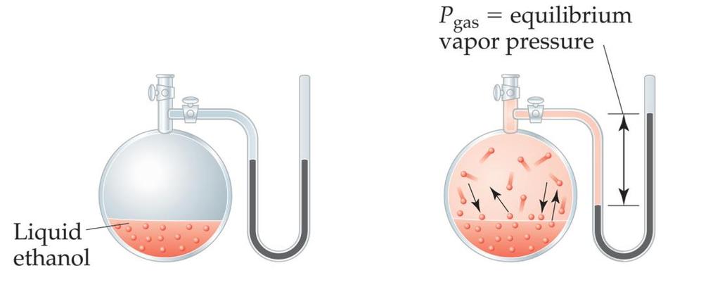 Vapor Pressure The liquid and vapor reach a state of dynamic equilibrium: