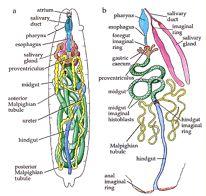 Restructuring of the digestive tract of