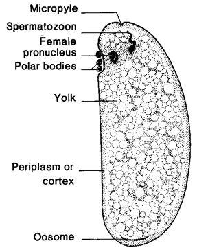 The internal composition of the egg is not uniform Immediately beneath the plasma Imembrane the cytoplasm, called periplasm, is very different than elsewhere.