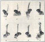Aristapedia in Drosophila due
