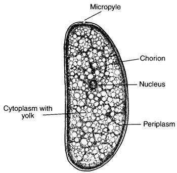 Developmental studies involve 3 major processes: How does a fertilized egg go from one cell to a multicellular adult 1.
