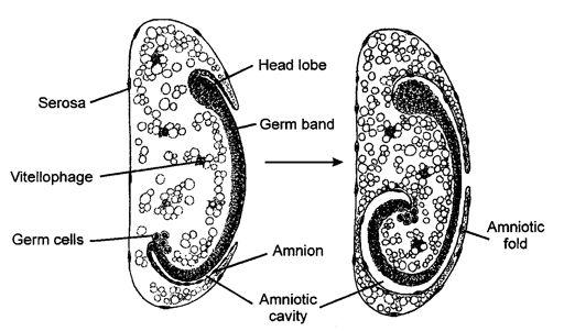 GERM BAND FORMATION As the embryonic primordium (left) enlongates, it forms the germ band (top photo). As it increases in size it sinks deeper into the yolk mass and continues to develop.