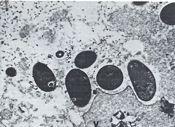 follicles of blattids Embryo showing vitellophage cells over the