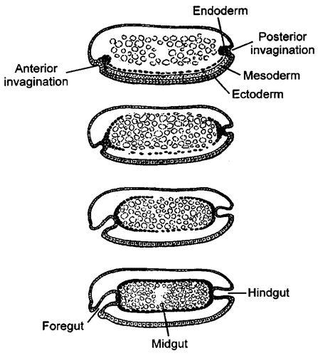 MIDGUT FORMATION IN THE EMBRYO PMG Posterior midgut (PMG) in the