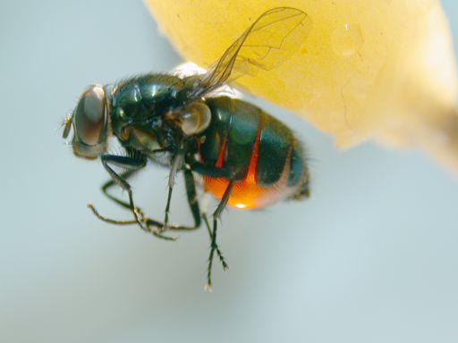 Note that the fly has become extremely hyperphagic because it has lost the negative