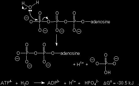 The most important of these energy containing molecules is adenosine triphosphate, which exists in the body as a 4 ion and is abbreviated as ATP 4 or simply ATP. 4.8-3. ATP to ADP Conversion Figure 4.