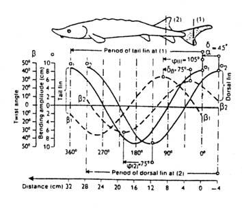 (3) BIOMECHANICS of LOCOMOTION through FLUIDS Questions: - Explain the biomechanics of different modes of locomotion through fluids (undulation, rowing, hydrofoils, jet propulsion).