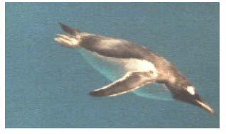 3.6 HYDROFOILS Types of hydrofoils - Wings (penguins). - Flippers (turtles). - Flukes (whales, dolphins). - Tails (tuna). Use lift on hydrofoil to generate thrust.
