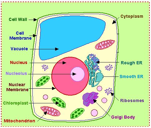 right angles to each other and that has an active role in cell division Cell Organelles found only in Plants 1.