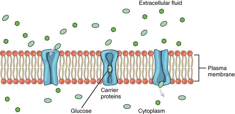 3:9 Facilitated Diffusion FACILITATED DIFFUSION: the transport of substances through a cell membrane along a concentration gradient with the aid of carrier proteins Facilitated diffusion is a type