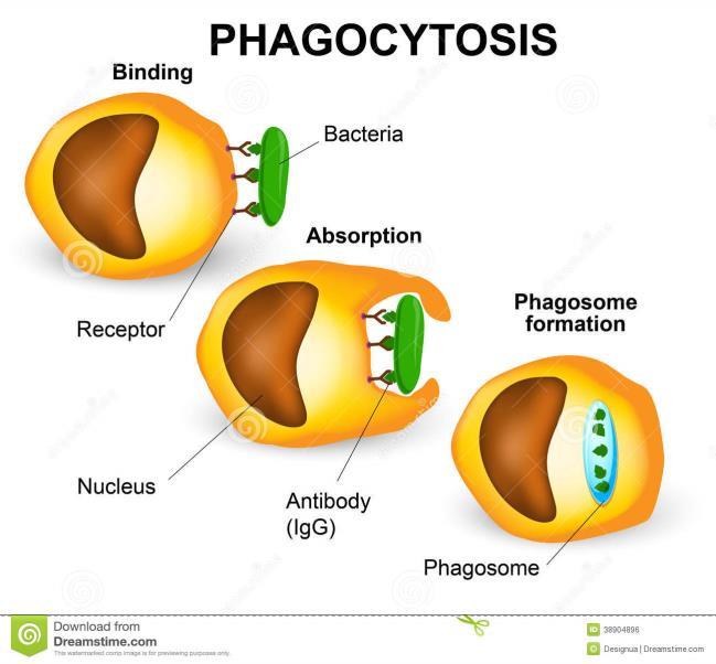 cells PHAGOCYTOSIS: the process by which a cell engulfs large particles or whole cells, either as a defense