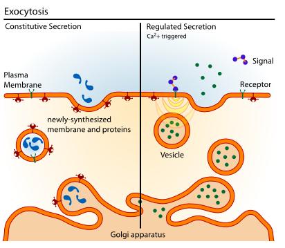 which the cell takes in extracellular fluids EXOCYTOSIS: process by which a substance is released from the cell