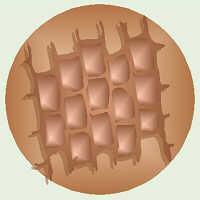 In 1665, ROBERT HOOKE used a microscope to examine a thin slice of cork (dead plant cells) and they looked like small boxes. Hooke is responsible for naming cells.