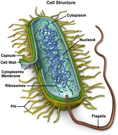 membrane & cell wall (peptidoglycan) 2.