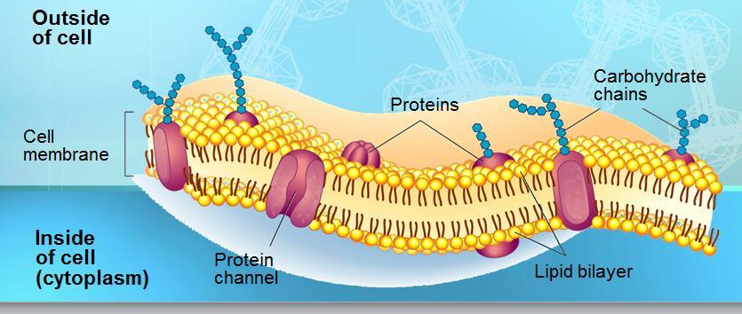 Boundaries and Areas in Both Types of Cells CELL MEMBRANE or PLASMA MEMBRANE: acts as a barrier between the inside and the outside of a cell; o CYTOPLASM: cell fluid contained within the cell