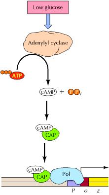 Regulation CAP and repressor proteins by camp and allolactose CAP - camp Repressor - allolactose OPERON:ON OPERON:ON Positive controlof the lac operonby low glucose Low levelsof glucose activate