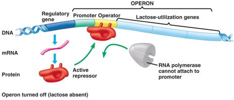 Regulation of the lac operon: ABSENCE OF LACTOSE
