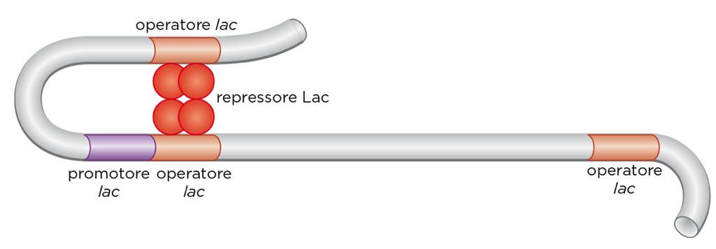 Regulation of the lac operon: ABSENCE OF LACTOSE PRESENCE OF GLUCOSE 2 sub-units bind DNA 2 sub-units do not have contact to operator Lac Repressor Lac Repressor (laci) (laci) Lac