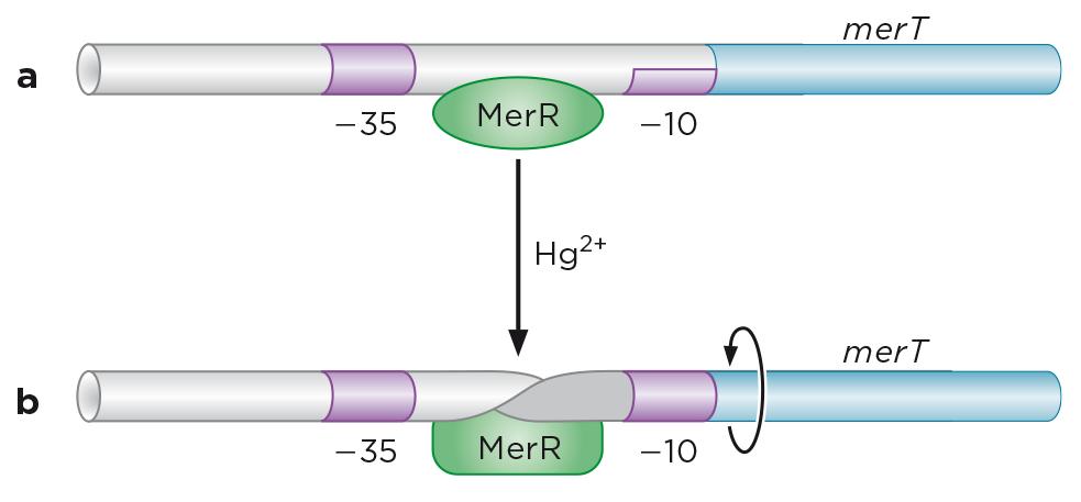 3. Allosteric activation of MerR MerR: Bind to the operator when mercurio is absent MerR + Hg 2+: activates the Mer operon to mediate resistance to mercurio/mercury (converted into less toxic form)