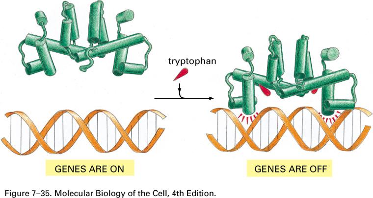 Tryptophane binds to repressor High tryptophane levels à complex formation à