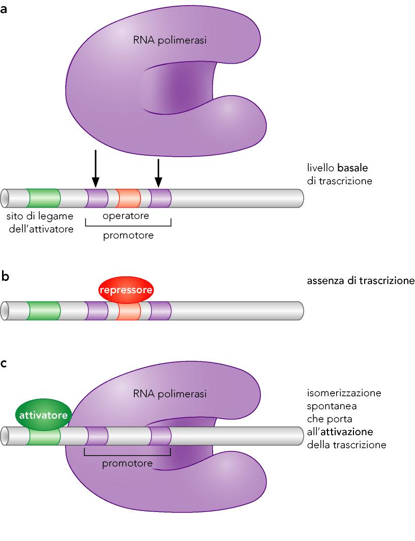 ACTIVATORS/REPRESSORS REGULATE THE ACCESS OF RNA Pol TO PROMOTER Basal level of transcription: determined by interaction of sigma factor and sigma factor binding site (sequence dependent)