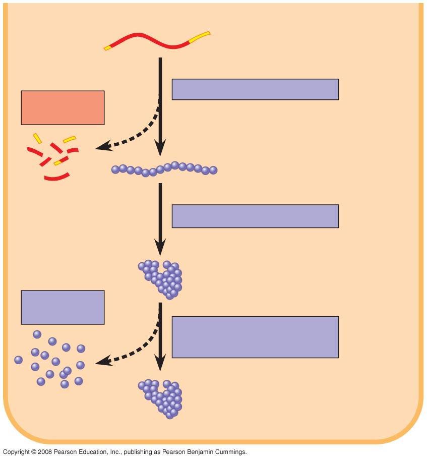 mrna in cytoplasm CYTOPLASM Degradation of mrna Translation Polypeptide Protein