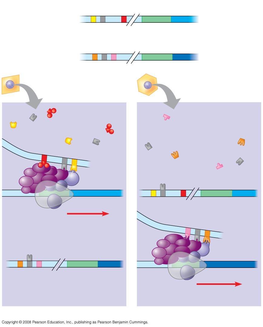 Enhancer Promoter Control elements Albumin gene Crystallin gene Available activators LIVER CELL NUCLEUS LENS CELL NUCLEUS Available