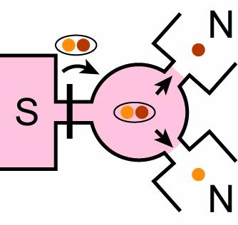 NS hybrid junction cross-correlations