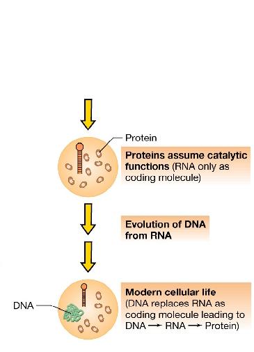 replaced the catalytic functions of RNA and DNA replaced the coding functions of RNA