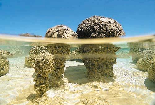 Stromatolites Cyanobacteria can form Stromatolites Laminated structure, embeddind in sediments; Bacteria produce calcium carbonates Thin-sections show