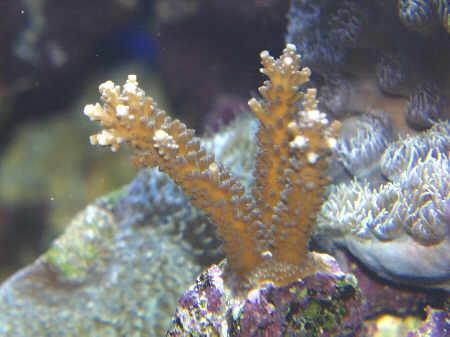 11 week old Acropora Reproduction in hermatypic corals All corals can reproduce asexually Chiefly