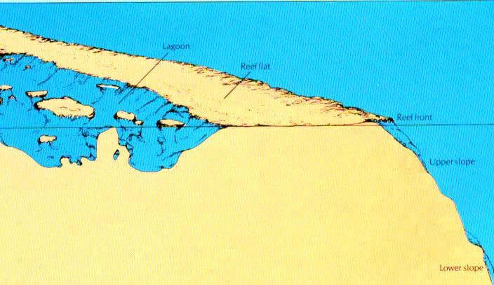 Coral Reef Community Types Lower Slope, Upper Reef Slope, Reef Front Outer Reef